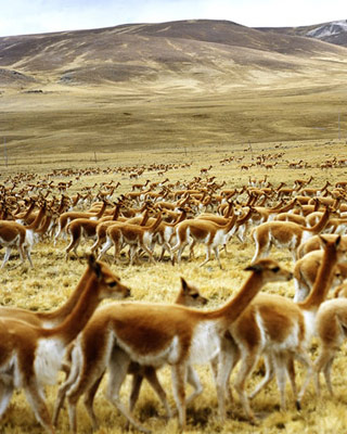 Zegna's Vicuna Fabric | The Fleece of the Gods